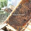 undefined Abeille, Apiculture & Bees