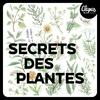 undefined Secrets des Plantes