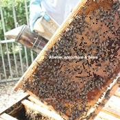 Podcast Abeille, Apiculture & Bees