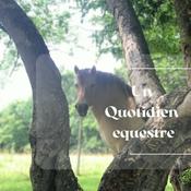 Podcast Un Quotidien Equestre