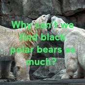 Podcast Why can’t we find black polar bears as much?