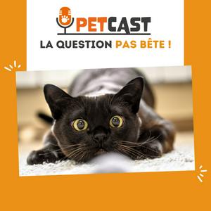 Écoutez La question pas bête ! 🐾🧐 dans l'application